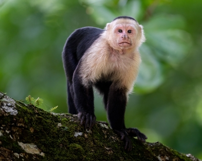 A white-faced monkey in the rainforest