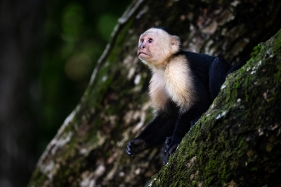 A white-faced monkey looking into the forest