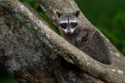 A clam-eating raccoon looking tentatively towards the camera
