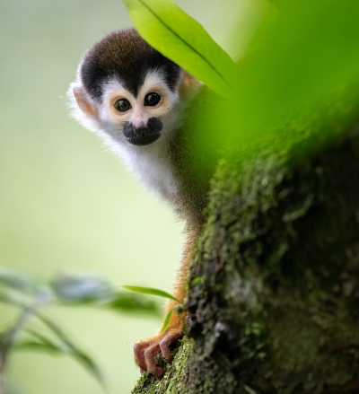 A squirrel monkey peeking around a tree