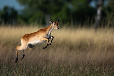 Red Lechwe leaping