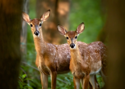 A pair of fawns