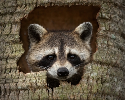 Reccoon peeking through a hole in a tree