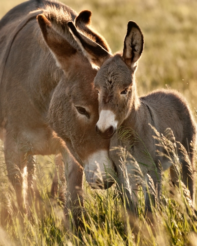 Burros mother and foal