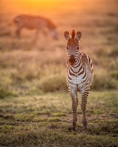 A zebra colt at sunset