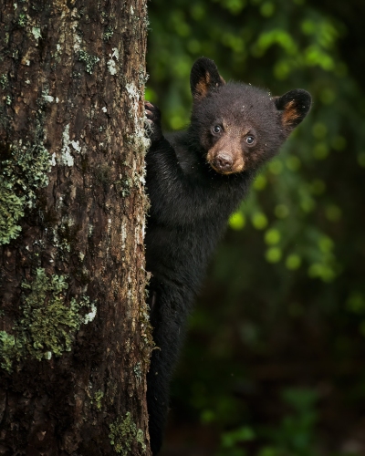 Bear Cub Hanging From A Tree