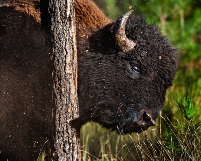 Bison Bashing A Tree