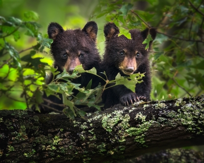 Black Bear Cubs Peeking Through Leaves