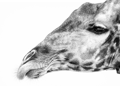 Close up of a Giraffe in bw