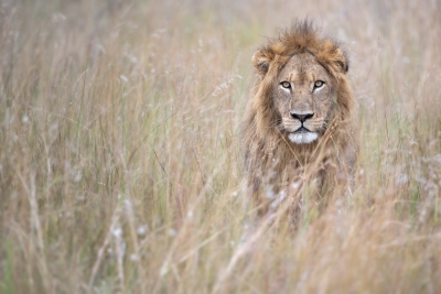 A lion in the tall grass