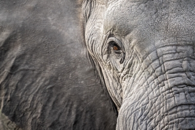 Dusty elephant up close