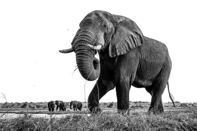 Wide angle elephant shot