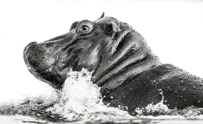 Hippo popping out of the water