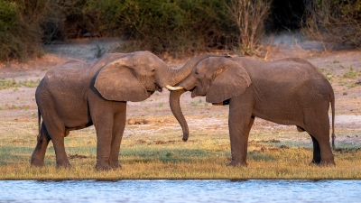 Elephants playing at the shoreline
