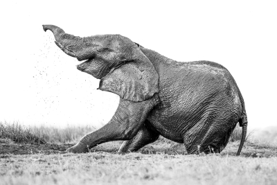 Elephant playing in the mud
