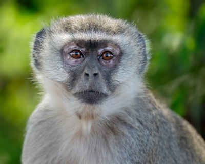 Vervet monkey headshot