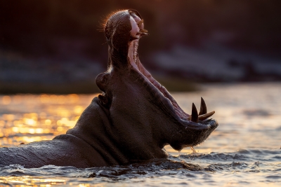 Hippo yawn at sunset