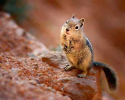 Bryce Canyon golden-mantled ground squirrel