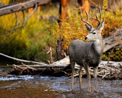 Mule deer in a fall creek