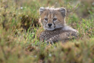 Cheetah Cub Break Time