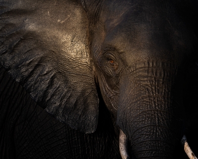 An elephant close-up in low evening light