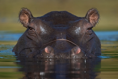 Hippo staring down the camera