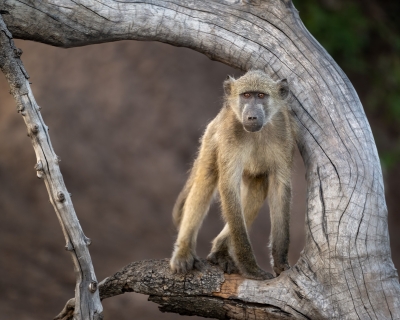 A baboon framed in a tree branch