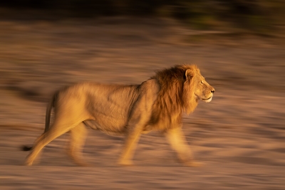 Slow shutter speed pan of a lion walking