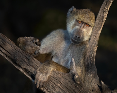 A baboon chilling out with his head against a branch