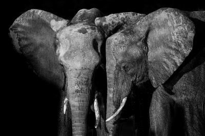 BW elephants head-to-head