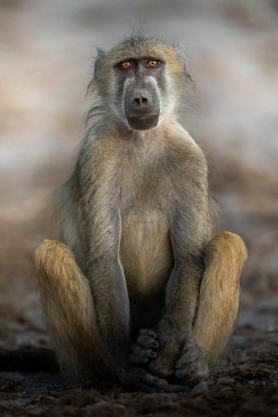 Portrait of a baboon on the beach