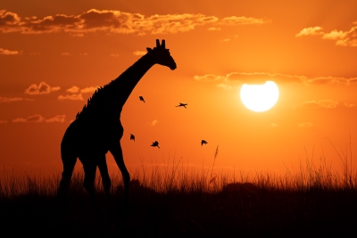 A giraffe silhouette at sunset with birds