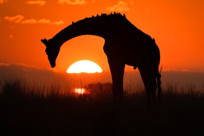 A giraffe silhouette at sunset with his neck arching over the sun