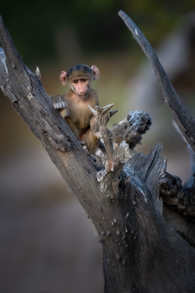 A young baboon in a tree