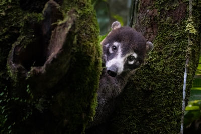 A white-nose coati peeking around a tree