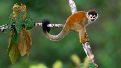A squirrel monkey hangs over the jungle