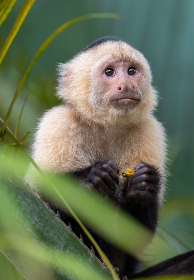 White face monkey with a shy expression