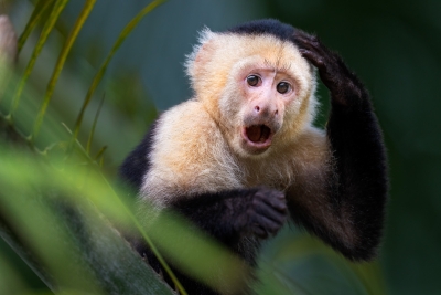 A surprised looking white-faced monkey