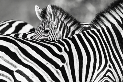Peeking zebra colt