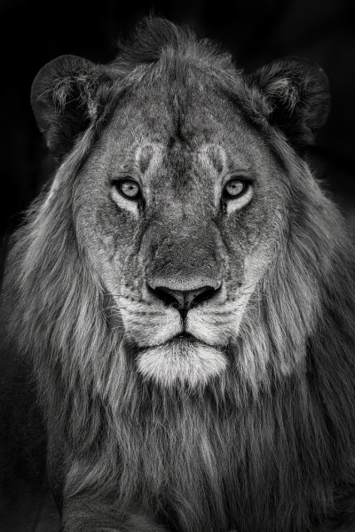 Lion staring you down