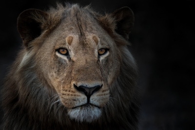 Lion headshot in last light