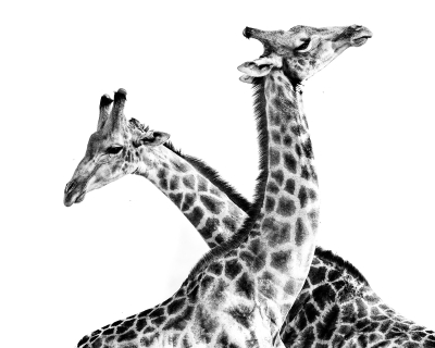 Giraffe neck crossing in high key