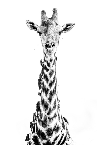 High-key giraffe 2