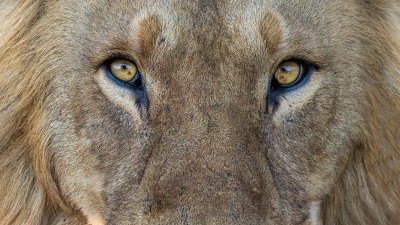 Eye to eye with a lion