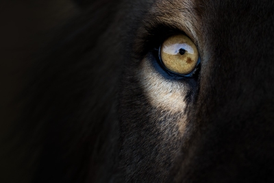 Eye of the lion