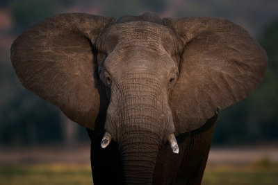Elephant stare down