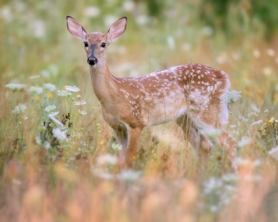 Whitetail Fawn In Flowers