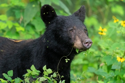 A young black bear having a salad