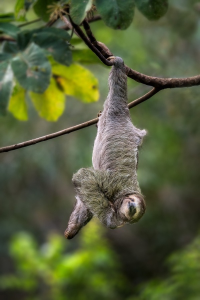 hanging-sloth-Edit-copy