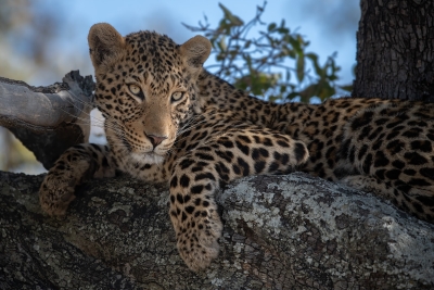 A leopard striking a pose
